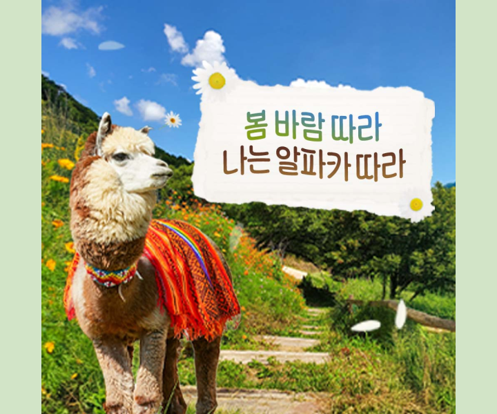 알파카_섬네일_수정_250304.png